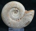 Perisphinctes Ammonite - Jurassic #7368-1